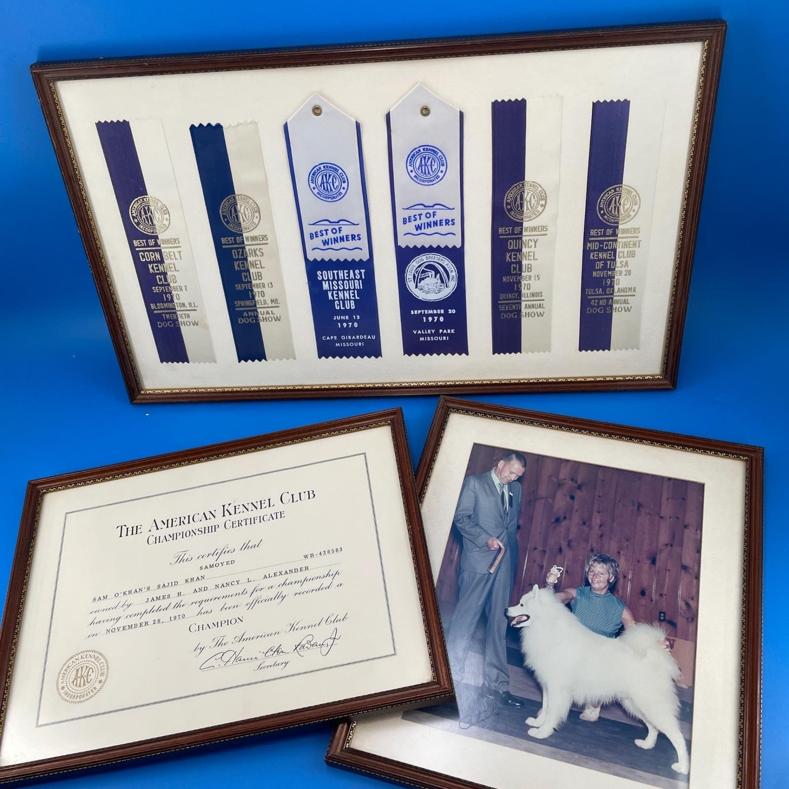 AKC Samoyed Dog Show Best of Winners Champion Ribbons Certificate Photo St Louis