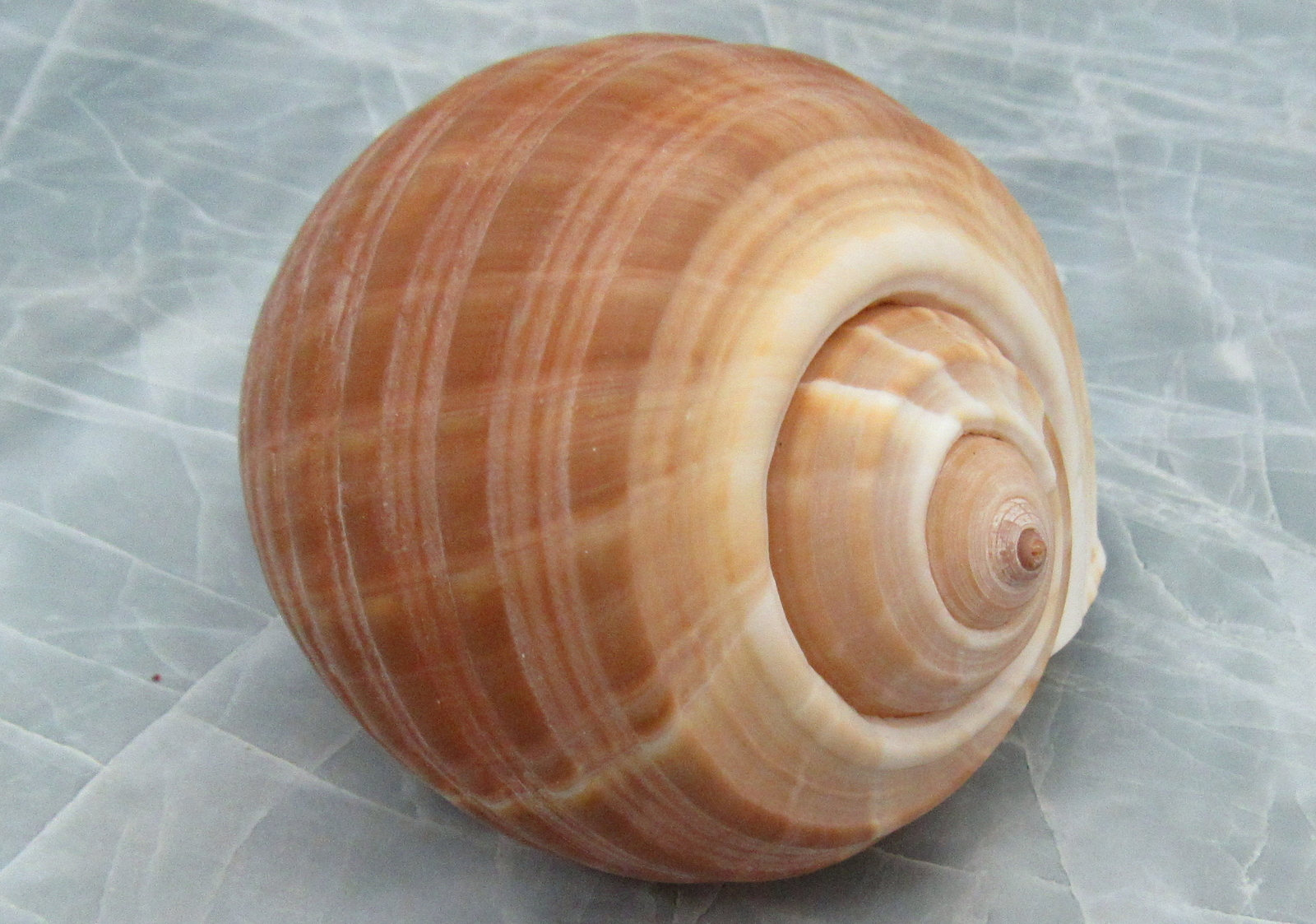 Large Tun Seashell Tonna Oleria (1 shell approx. 4.5+ inches)