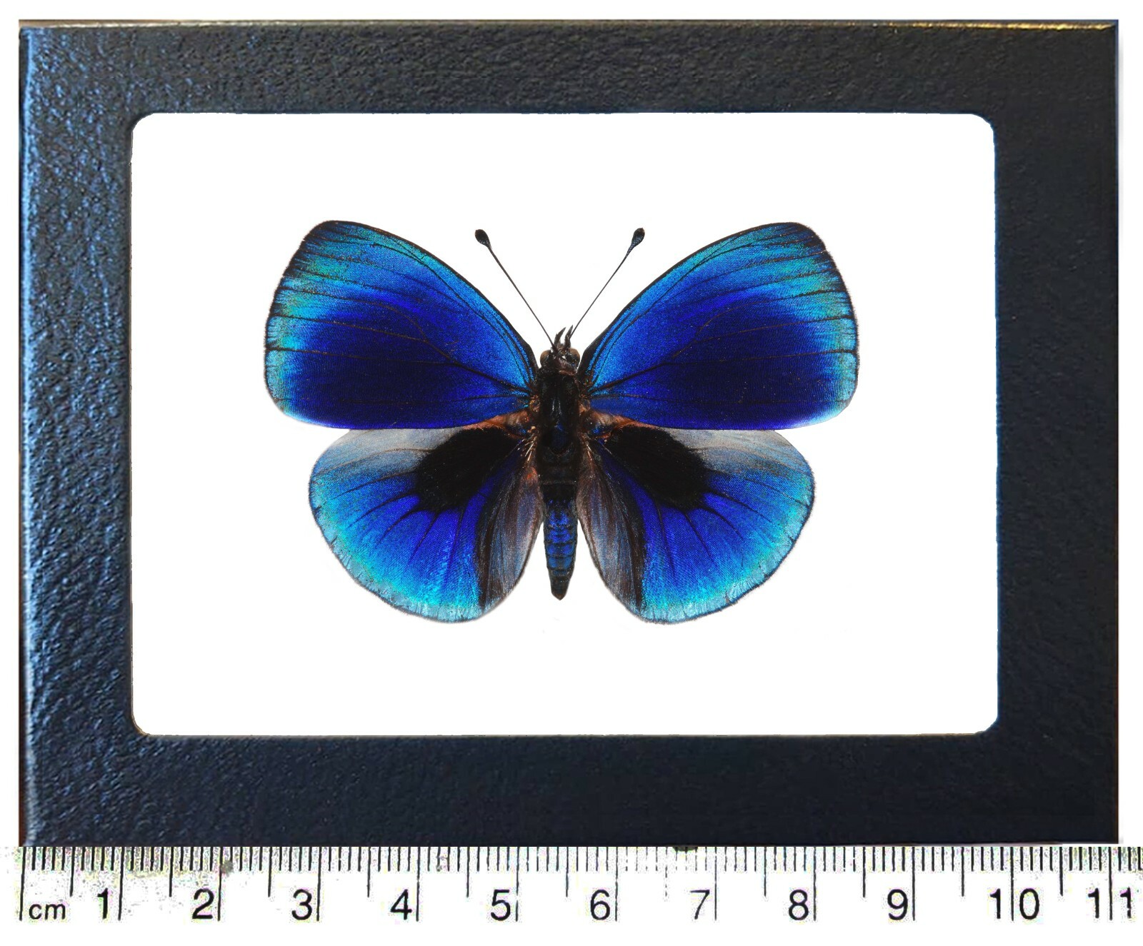 Asterope leprieuri RECTO blue black butterfly Peru framed