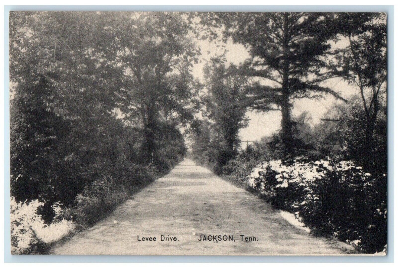 1910 Levee Drive Road Trees Exterior Jackson Tennessee Vintage Antique Postcard 1910 Levee Drive Road Trees Exterior Jackson Tennessee Vintage Antique Postcard