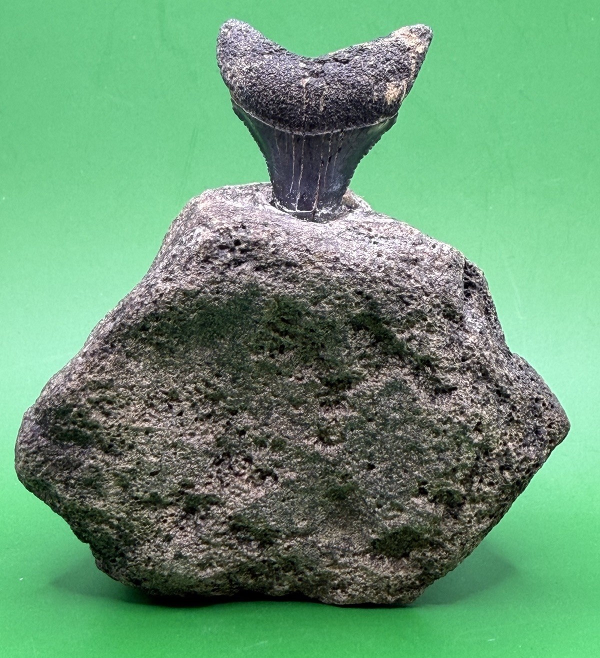 Fossil Great White Shark Tooth Mounted in Fossil Whale Vertebrae Free Standing