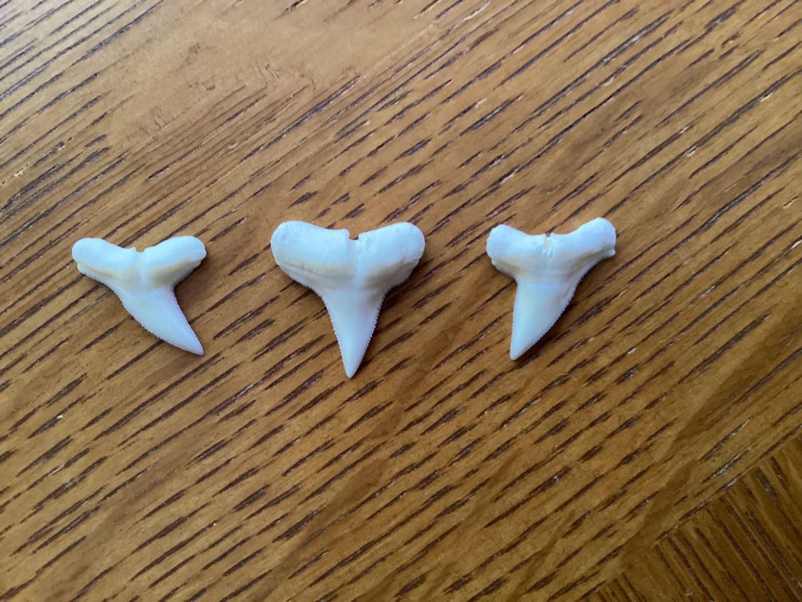 3 Excellent Hammerhead shark teeth - Modern day - 3/4