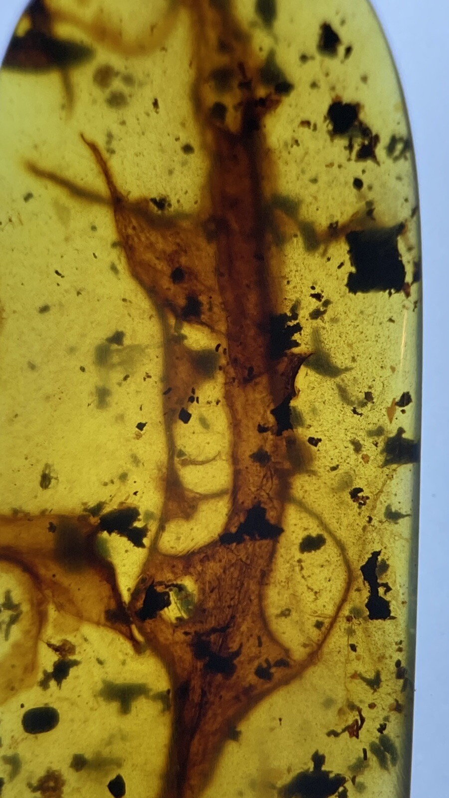 Huge Majestic Leaf 🍂 Inclusion, Rare Fossil in Genuine Burmite Amber, 98myo