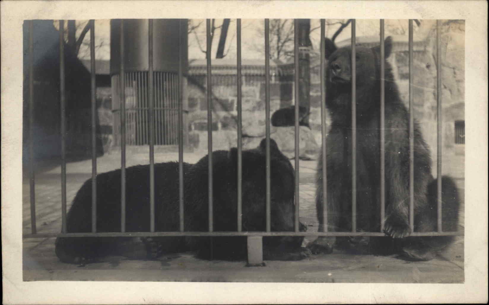 Captive Bear in Cage at Zoo c1910 Amateur Real Photo Postcard #3