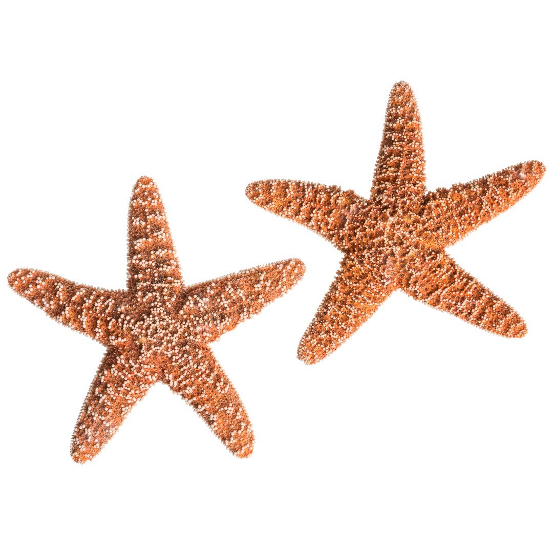2 PCS Real Brown Sugar Starfish Large 46 Inch Sea Star Shells Craft Decor