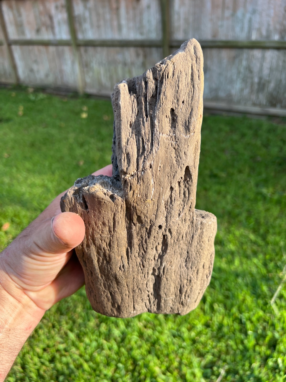 Texas Petrified Wood 9\