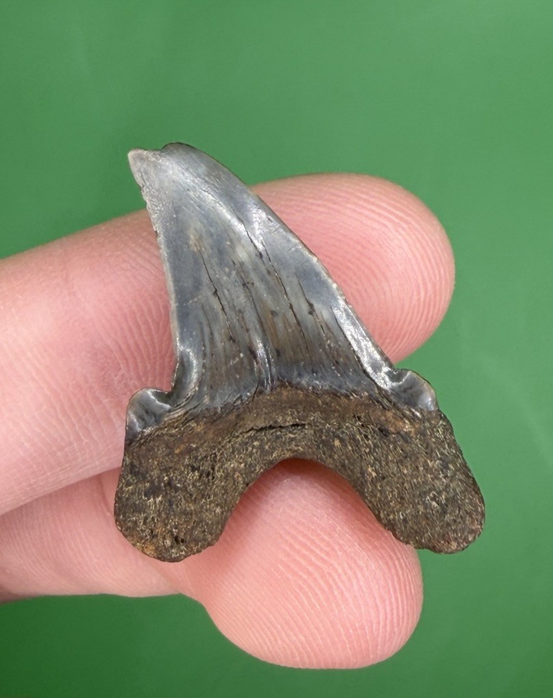*RARE* Cusped 1.26” Paratodus Sp. Fossil Shark Tooth Oligocene, Cooper River