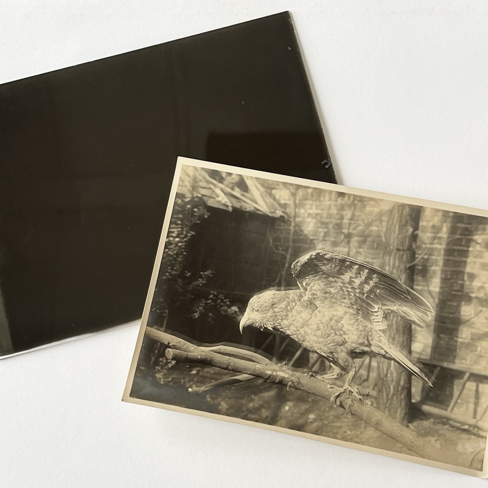 Antique Sepia Photograph Of Bird Eagle Hawk & Original Glass Negative Taxidermy