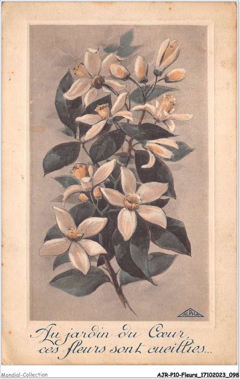 AJRP10-1026 - Flowers - Clematis AJRP10-1026 - Flowers - Clematis