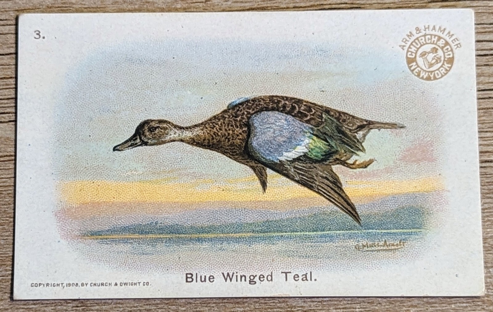 1908 J4 Church & Co Arm & Hammer New Series Of Birds Blue Winged Teal Card #3