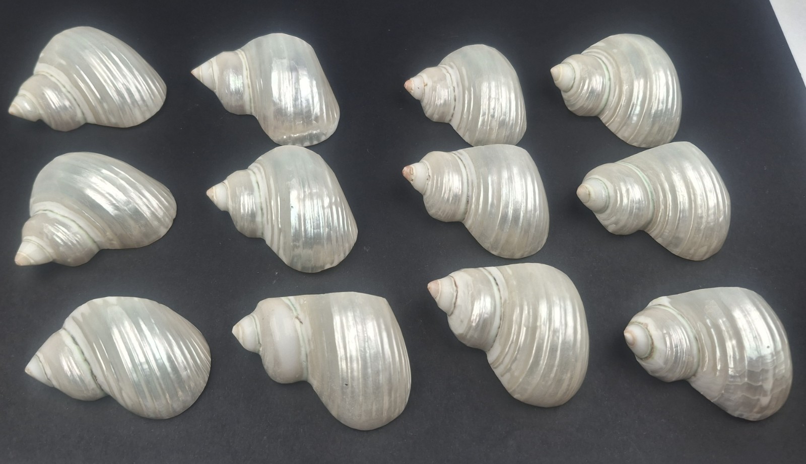 Vintage Set 12 Mother Of Pearl Conch Natural Sea Shell Napkin Rings Beach Party Vintage Set 12 Mother Of Pearl Conch Natural Sea Shell Napkin Rings Beach Party