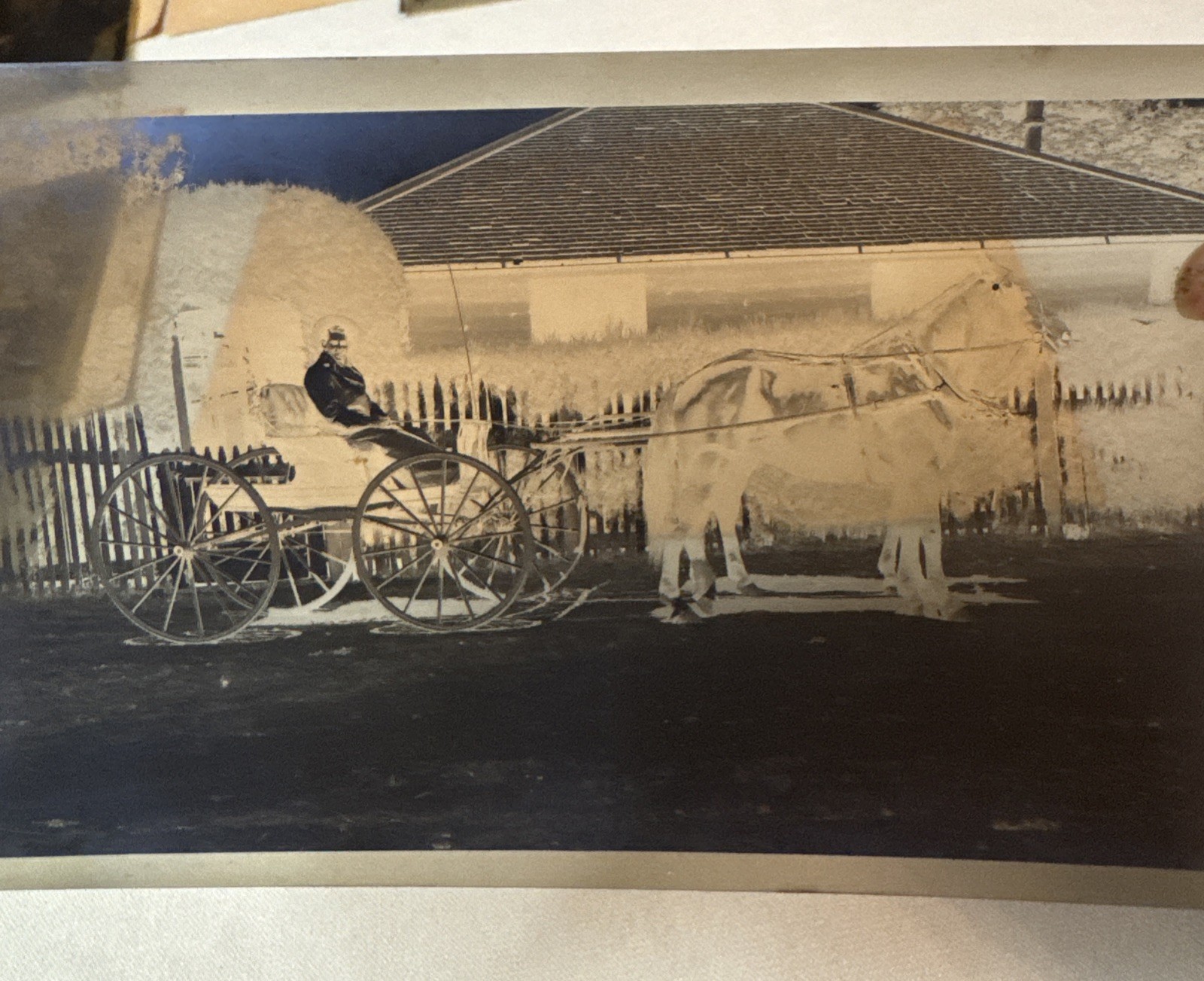 1910 San Bruno CA Negatives Horse Drawn Buggy Ranch Family Archive Lot