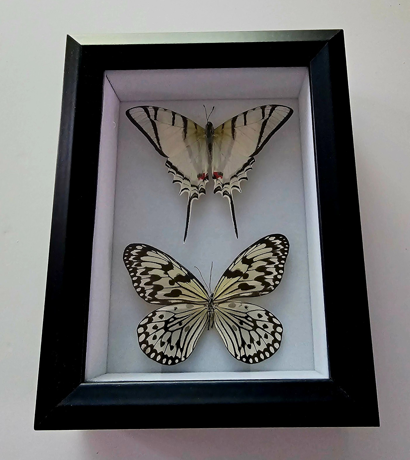 Framed Real Butterfly/Moth Specimen Display Picture Frame, Black, Approx. 8x10