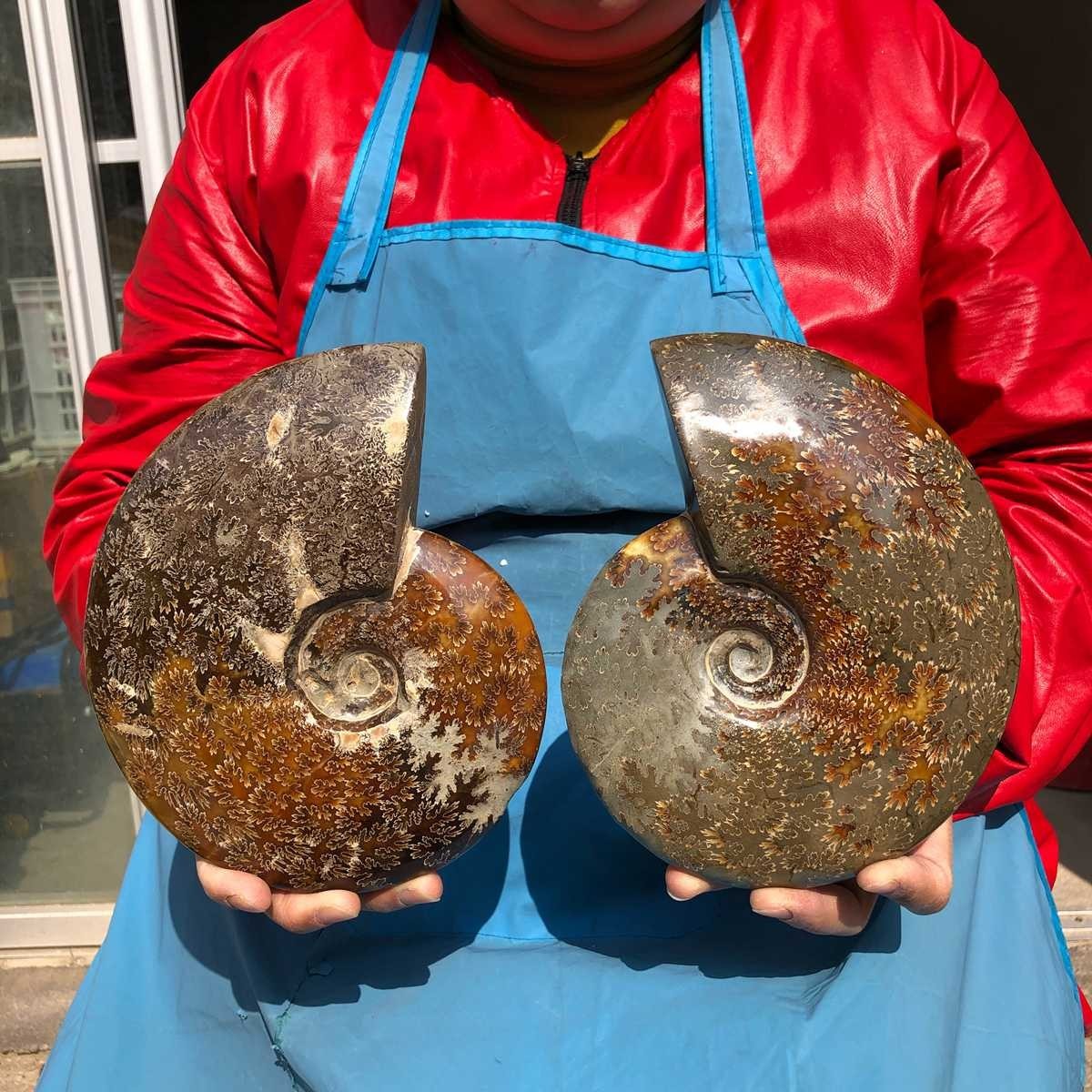 2pcs 5.45LB Rare Natural Tentacle Ammonite Specimen Healing Madagascar