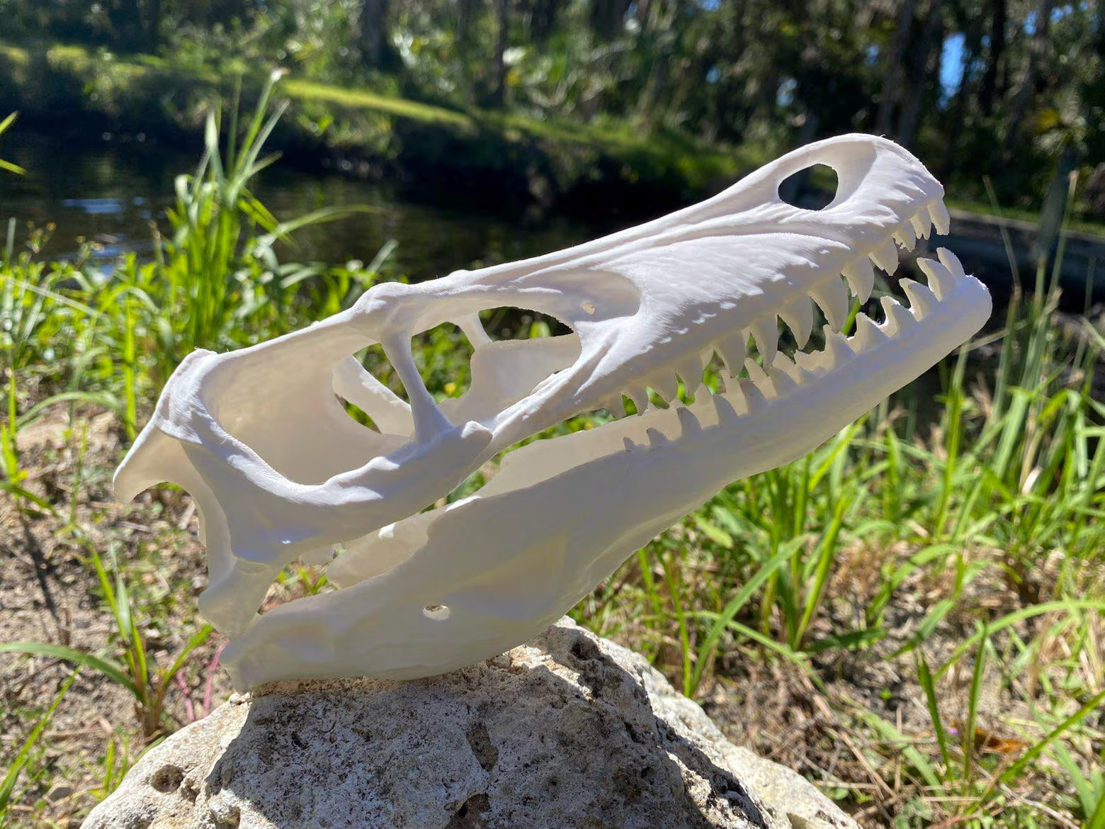 velociraptor Skull Replica (velociraptor mongoliensis)