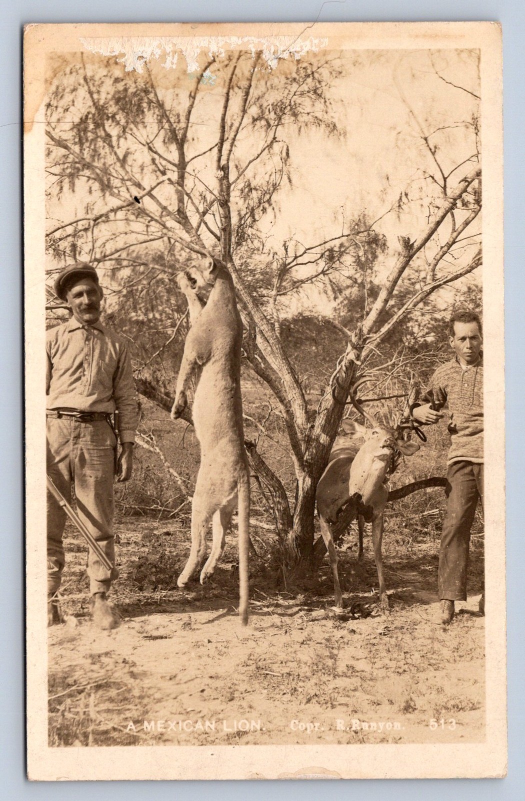 J87/ Interesting RPPC Postcard c20s Mountain Lion Deer Rifle Hunters Hunt 458