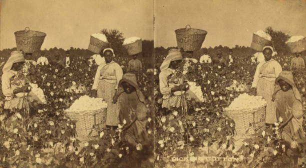 Picking cotton Women picking cotton Historic Old Photo