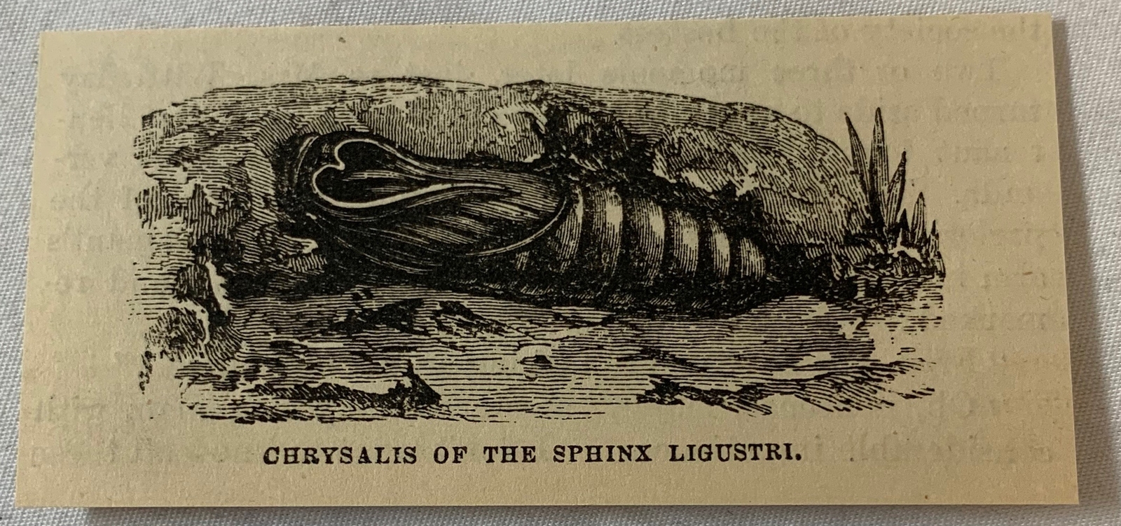 1879 small magazine engraving~ CHRYSALIS OF THE SPHINX LIGUSTRI moth