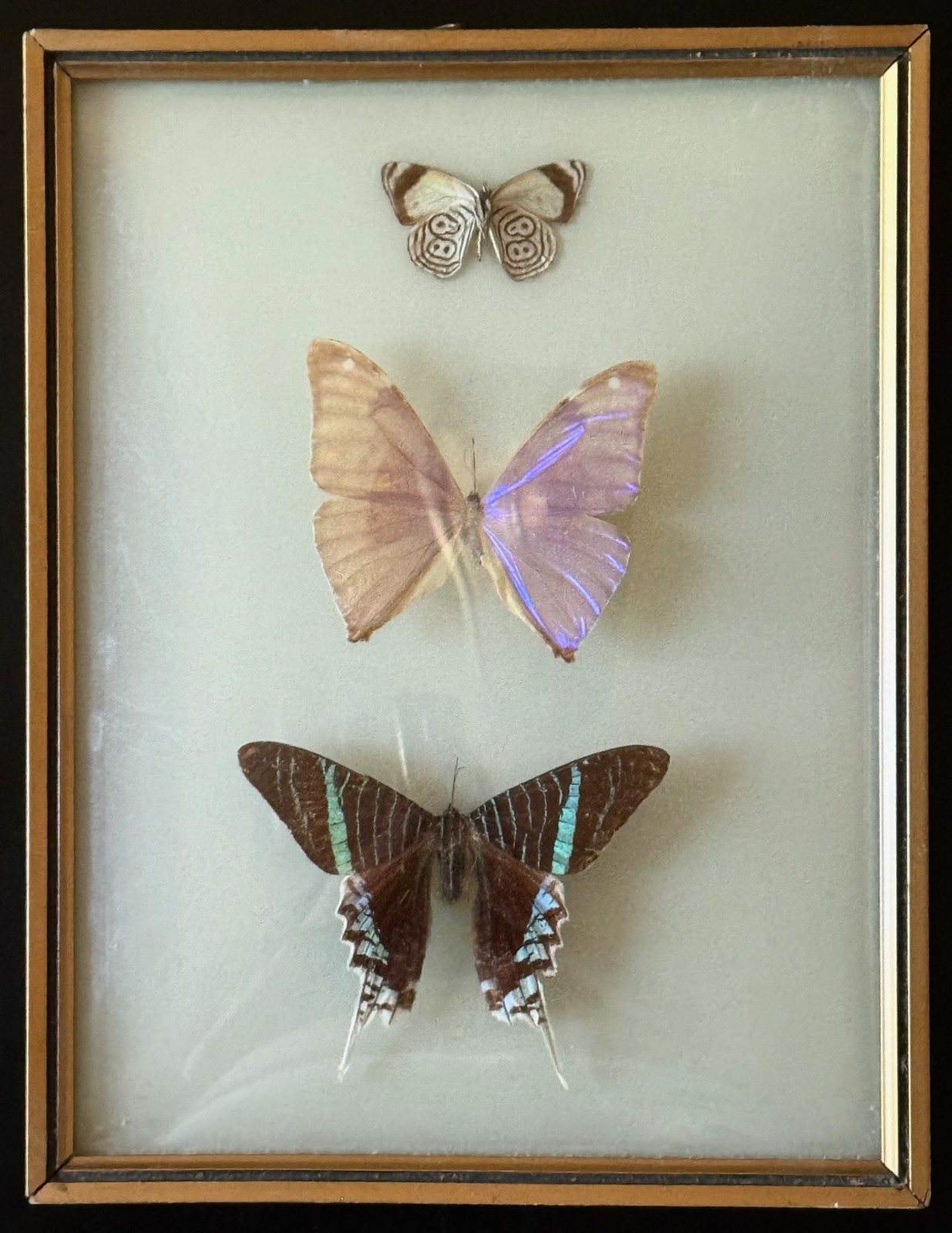 Vintage 1950s -1960s Era Mounted Butterflies in Frame