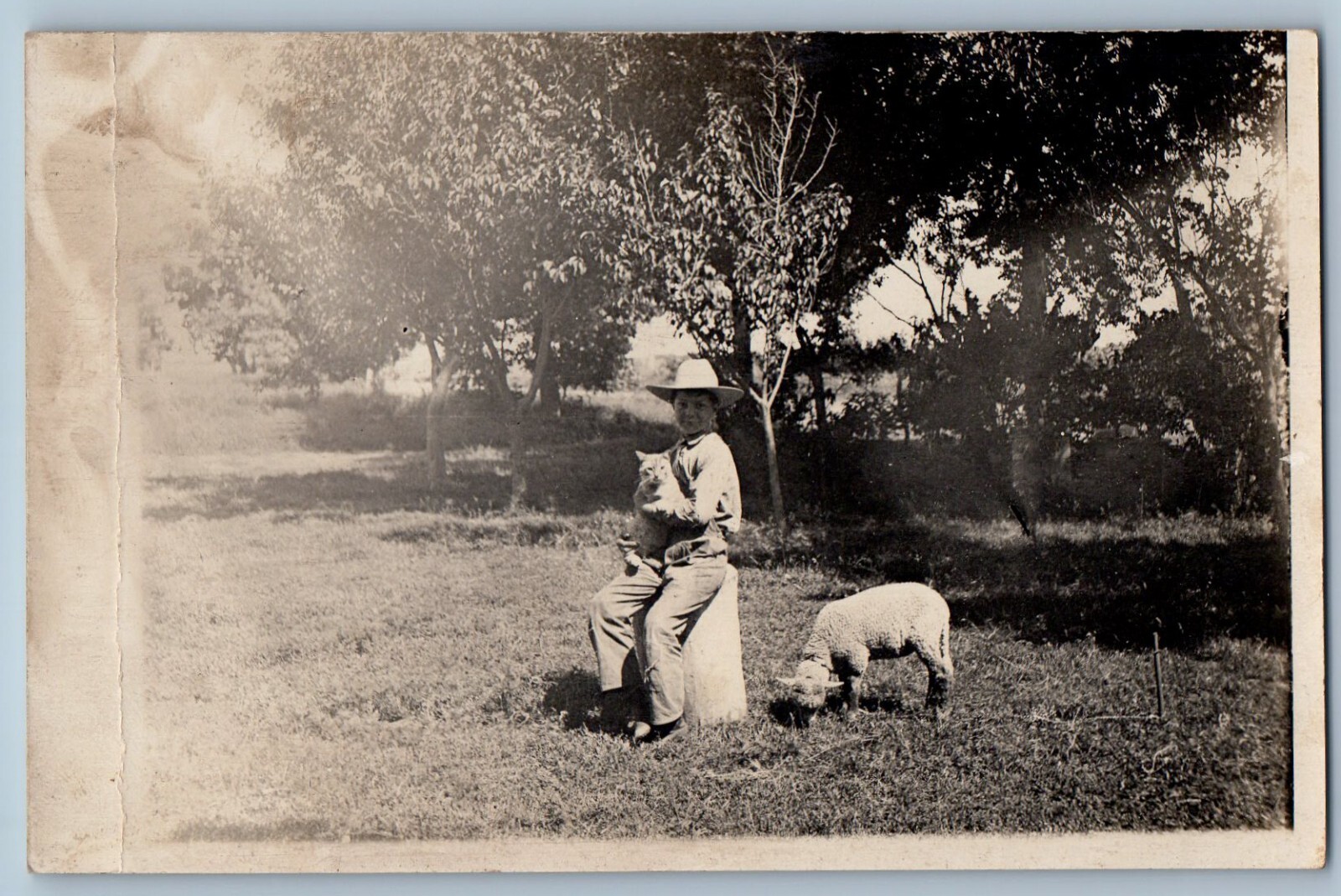 RRPC Photo Postcard Woman With Cat Scene Field Lamb c1910\'s Antique Unposted