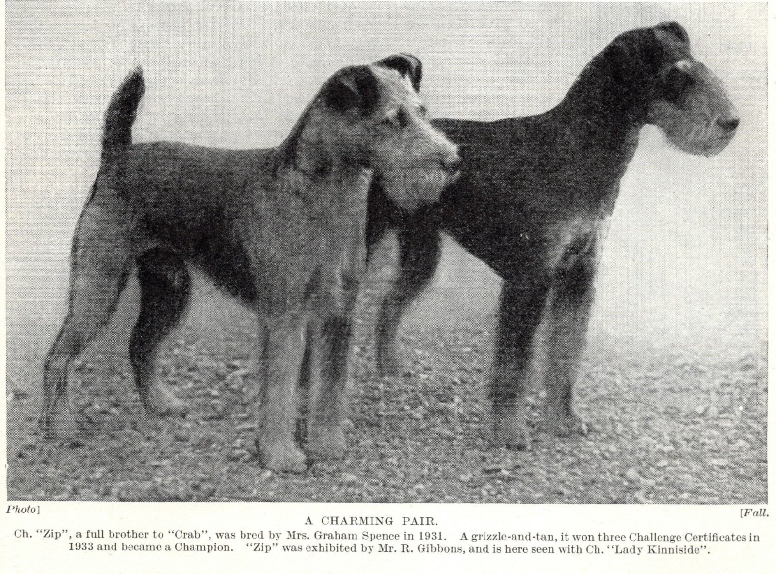 Lakeland Terrier \