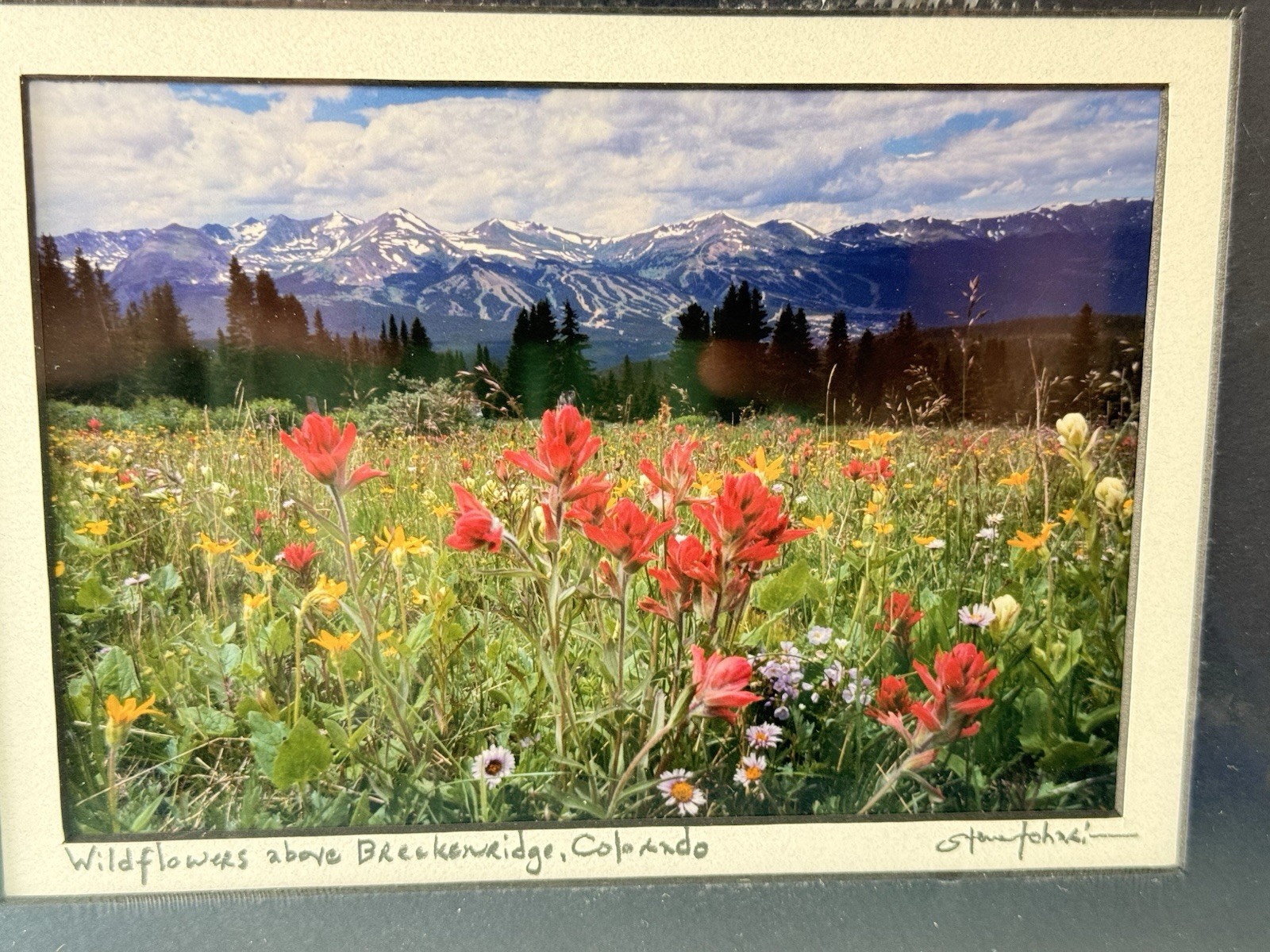 Steve Tohari Signed Photo Wildflowers Above Breckenridge Colorado 8x10 Matted
