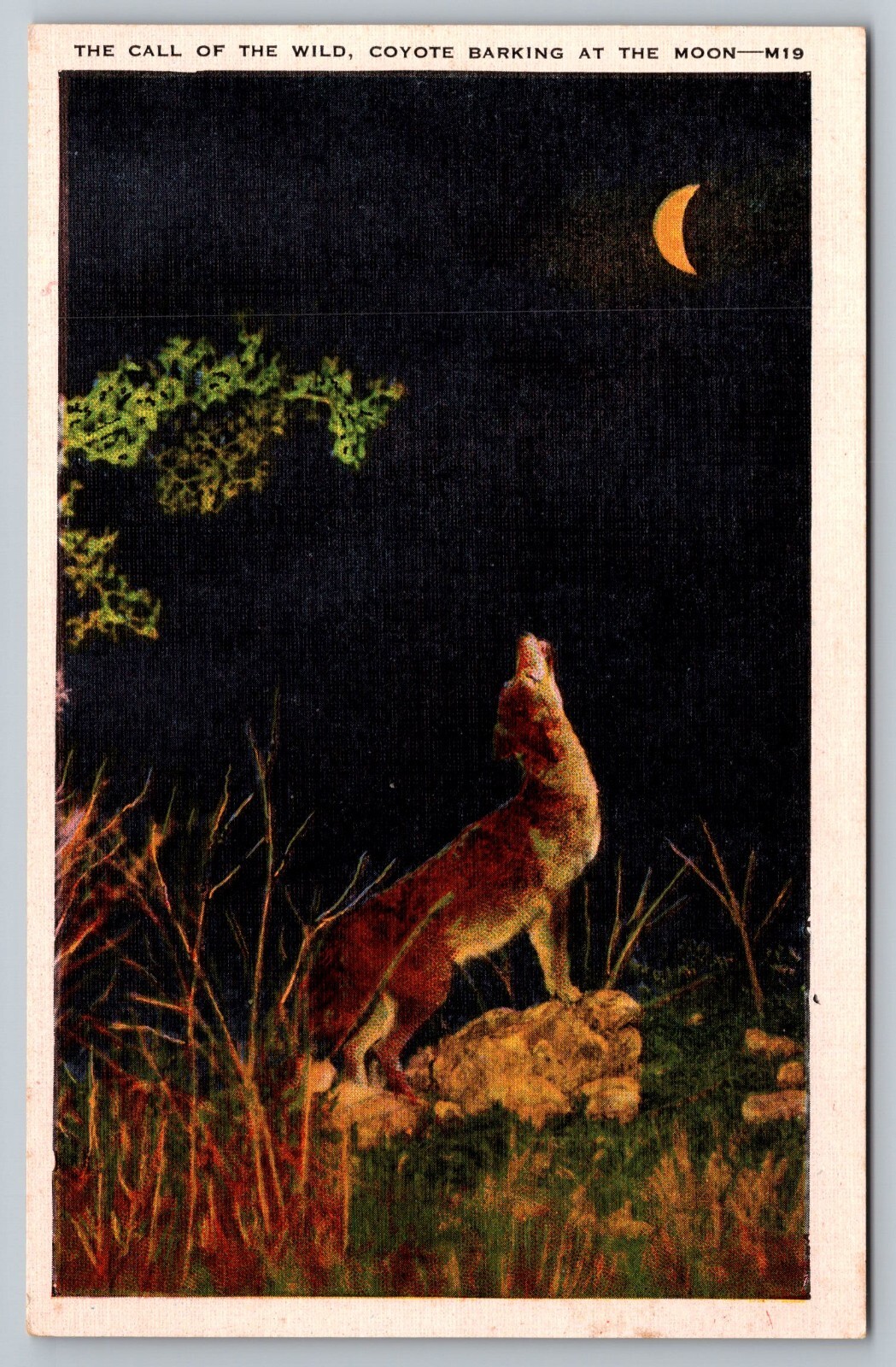 Postcard A 497, The Call of the Wild, Coyote Barking at the Moon