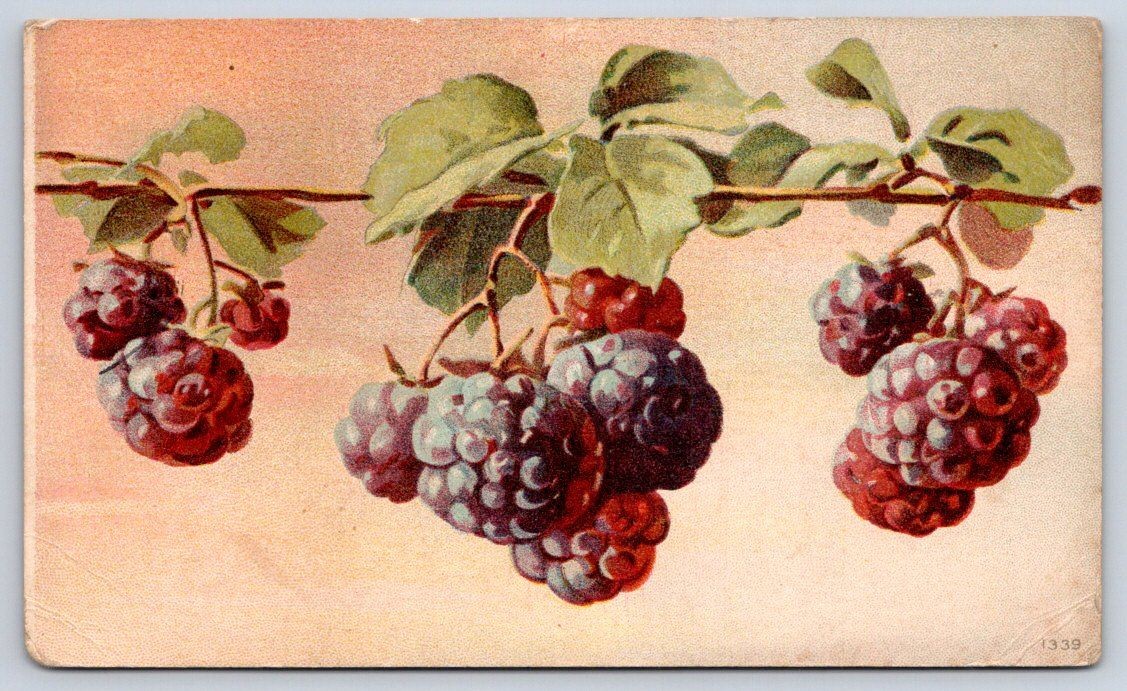 Antique Blackberry Fruit Branch Nature Botanical Illustration 1910