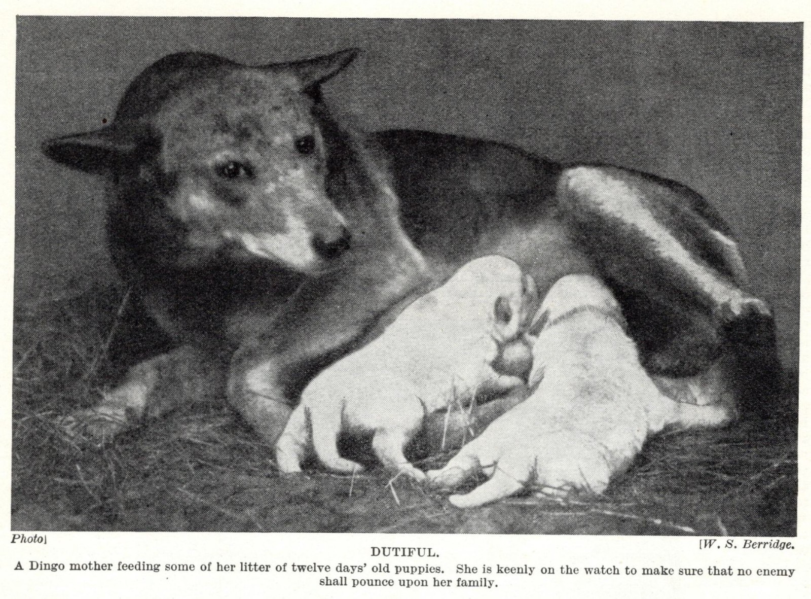 Dingo \