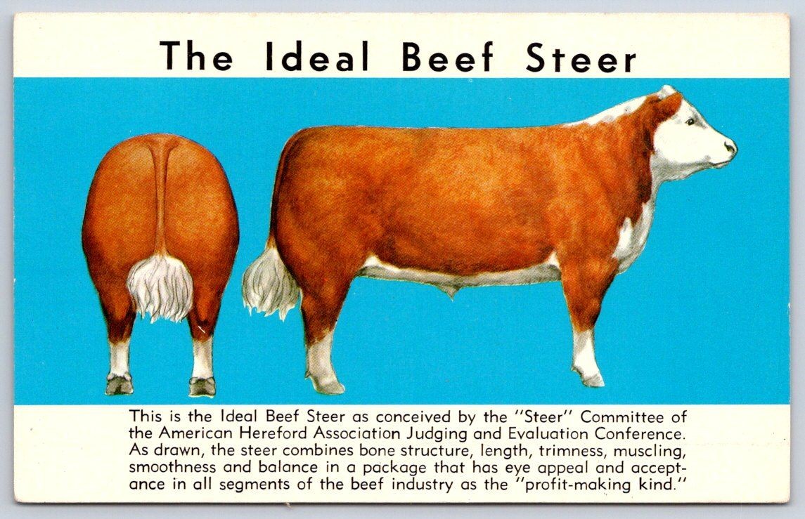 Vintage Ideal Beef Steer American Hereford Association Art 1950s
