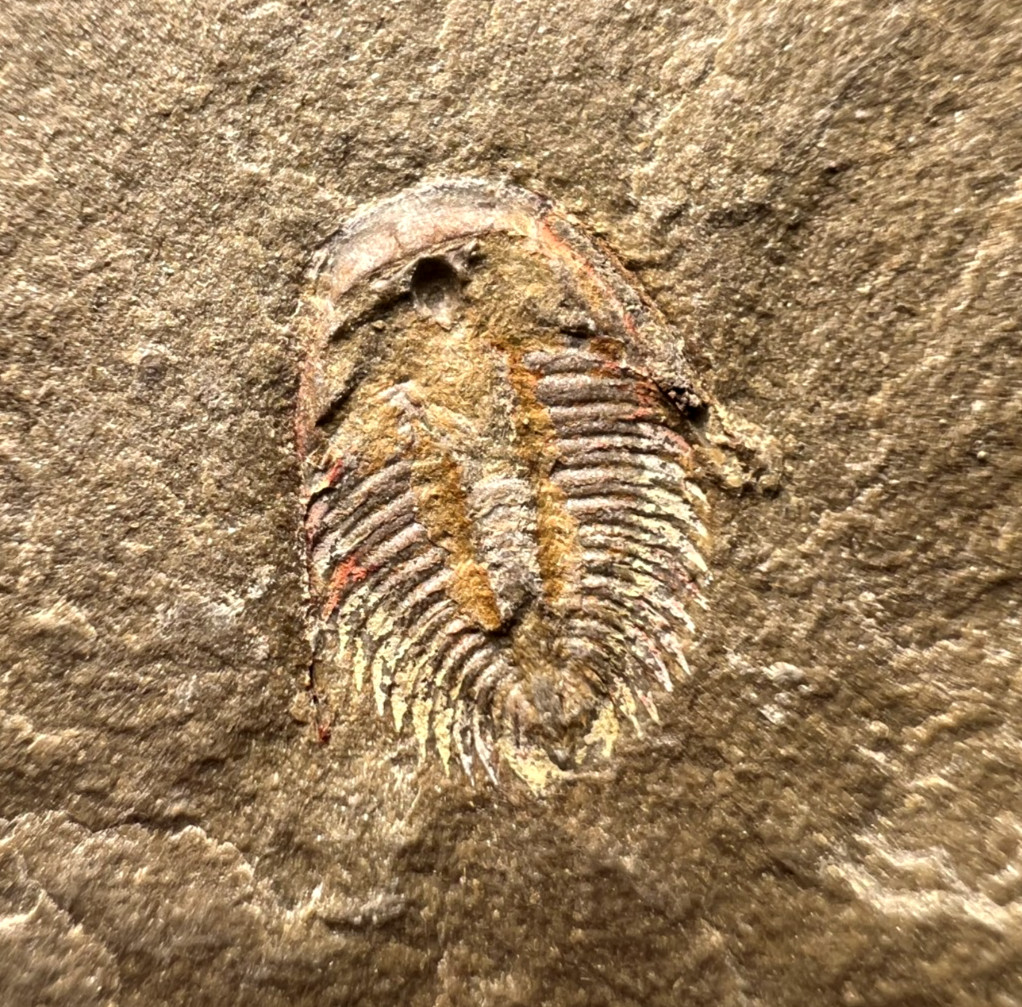 Dactylocephalus sp. Trilobite Fossil – Positive & Negative Pair ✅