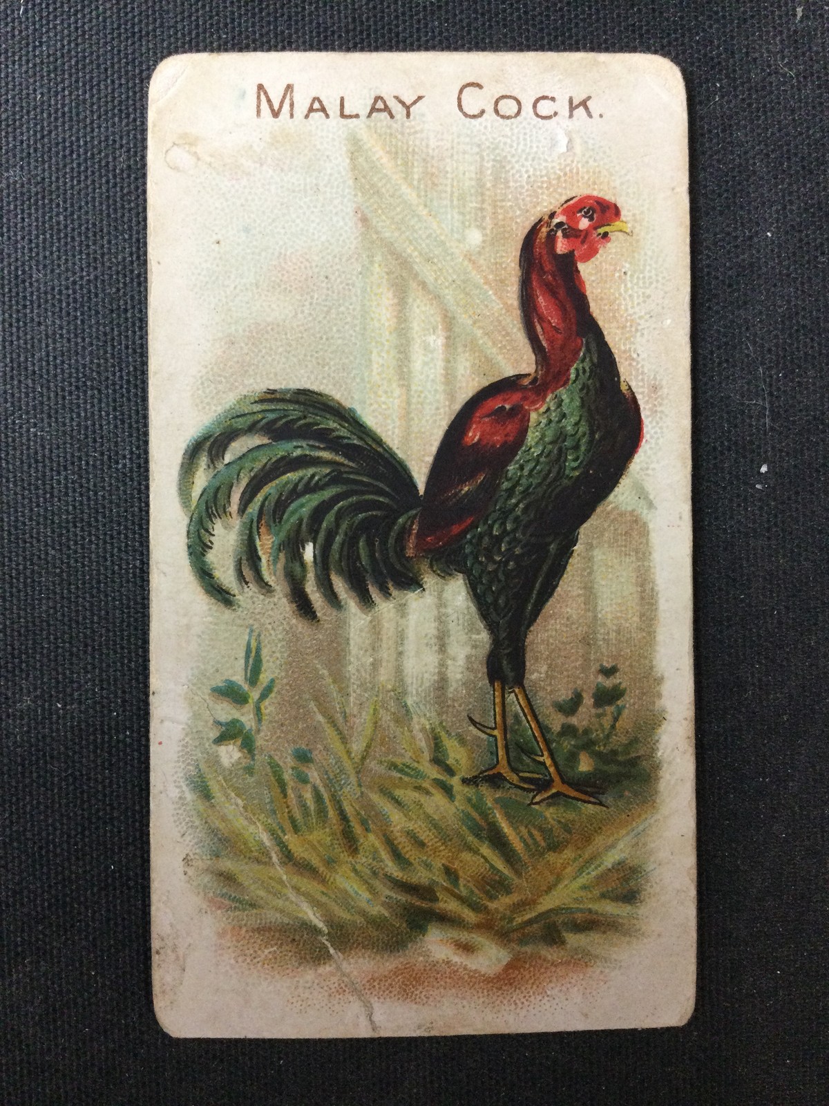 1891 Allen & Ginter Prize & Game Chickens (N20) Malay Cock