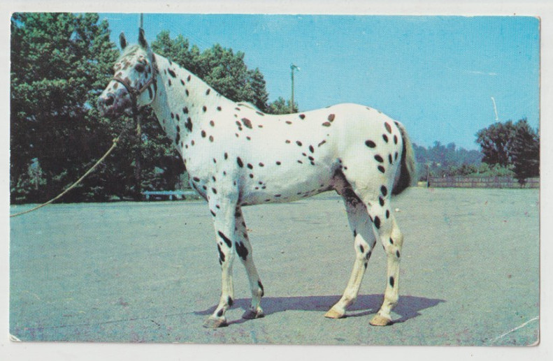 WAY LOS SULLY SUNDANCE GC APPALOOSA 1964 Horse Postcard FAIRMOUNT CITY PA