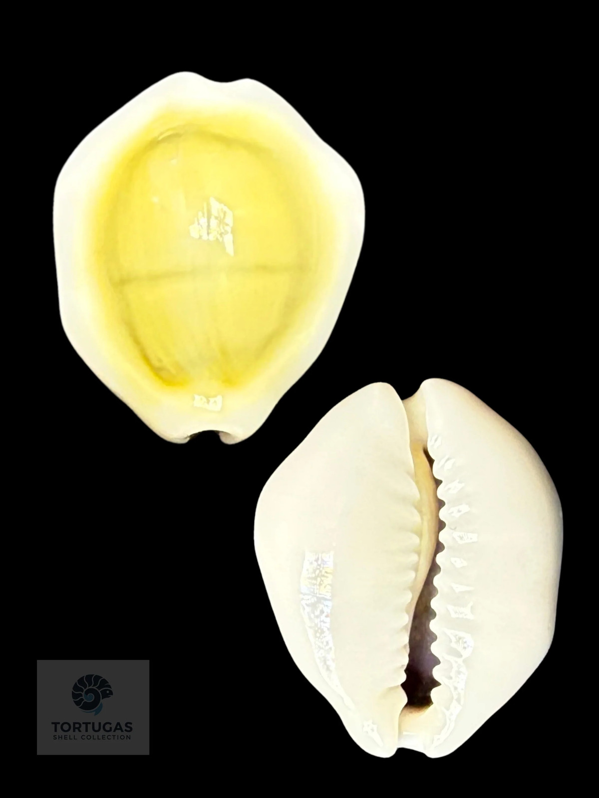 Monetaria moneta 24.67 mm Gem
