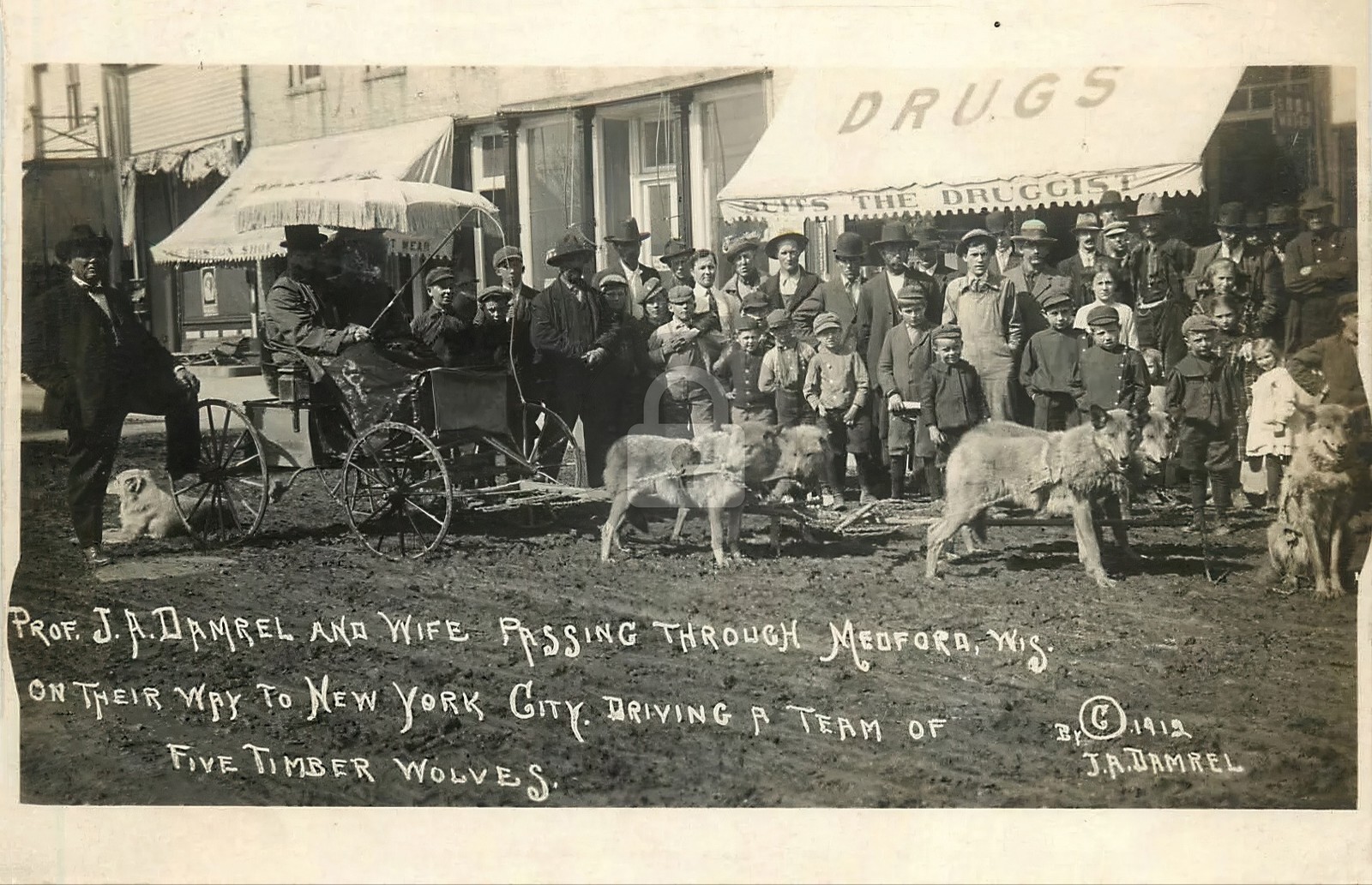 Medford WI Wisconsin Harnessed Timber Wolves c1910 RPPC Photo Postcard COPY