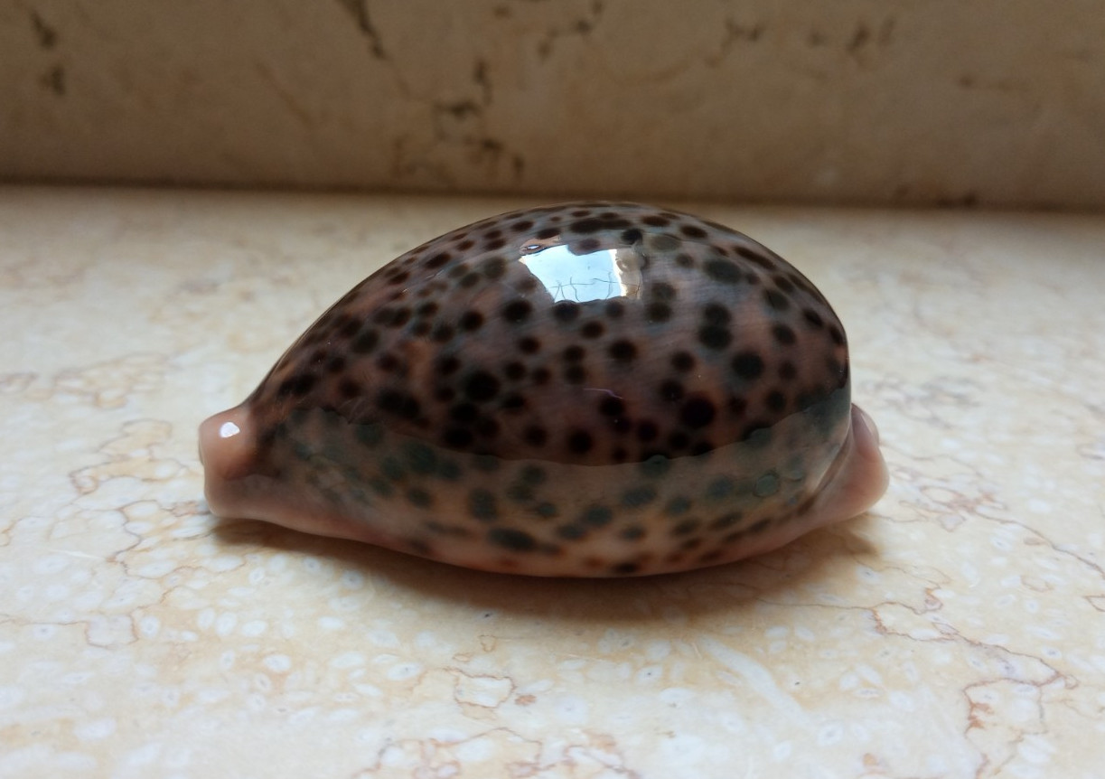 F cypraea pantherina GEM 86.3 mm F++++ red sea shell very nice and uniqe color