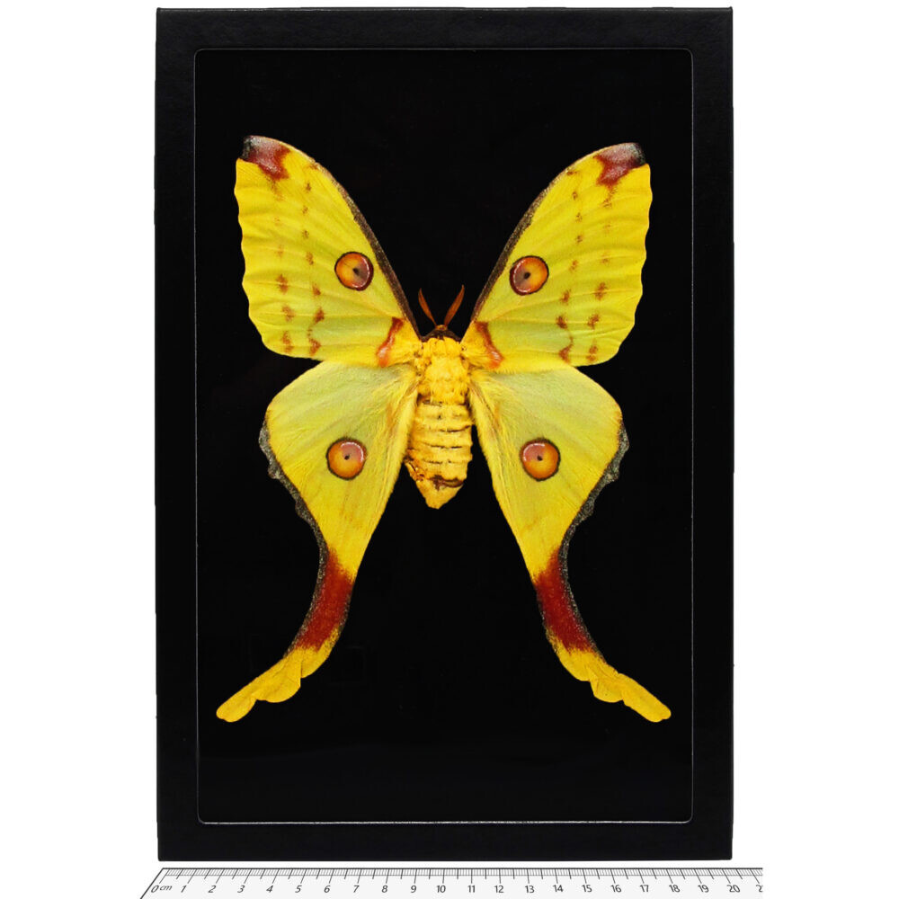 Argema mittrei FEMALE BLACK BACKGROUND green yellow comet moth Madagascar FRAMED