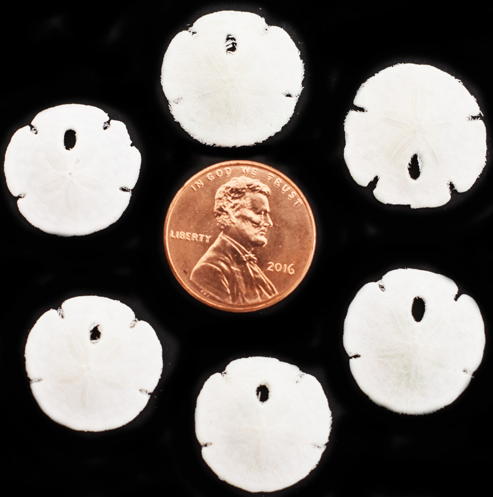 12 Tiny White Florida Sand Dollars (Tiny Size: 3/4\ 12 Tiny White Florida Sand Dollars (Tiny Size: 3/4\