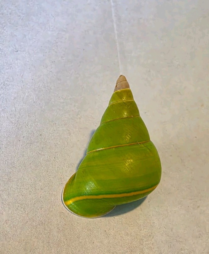 Papustyla Pulcherrima Land Snail Shell