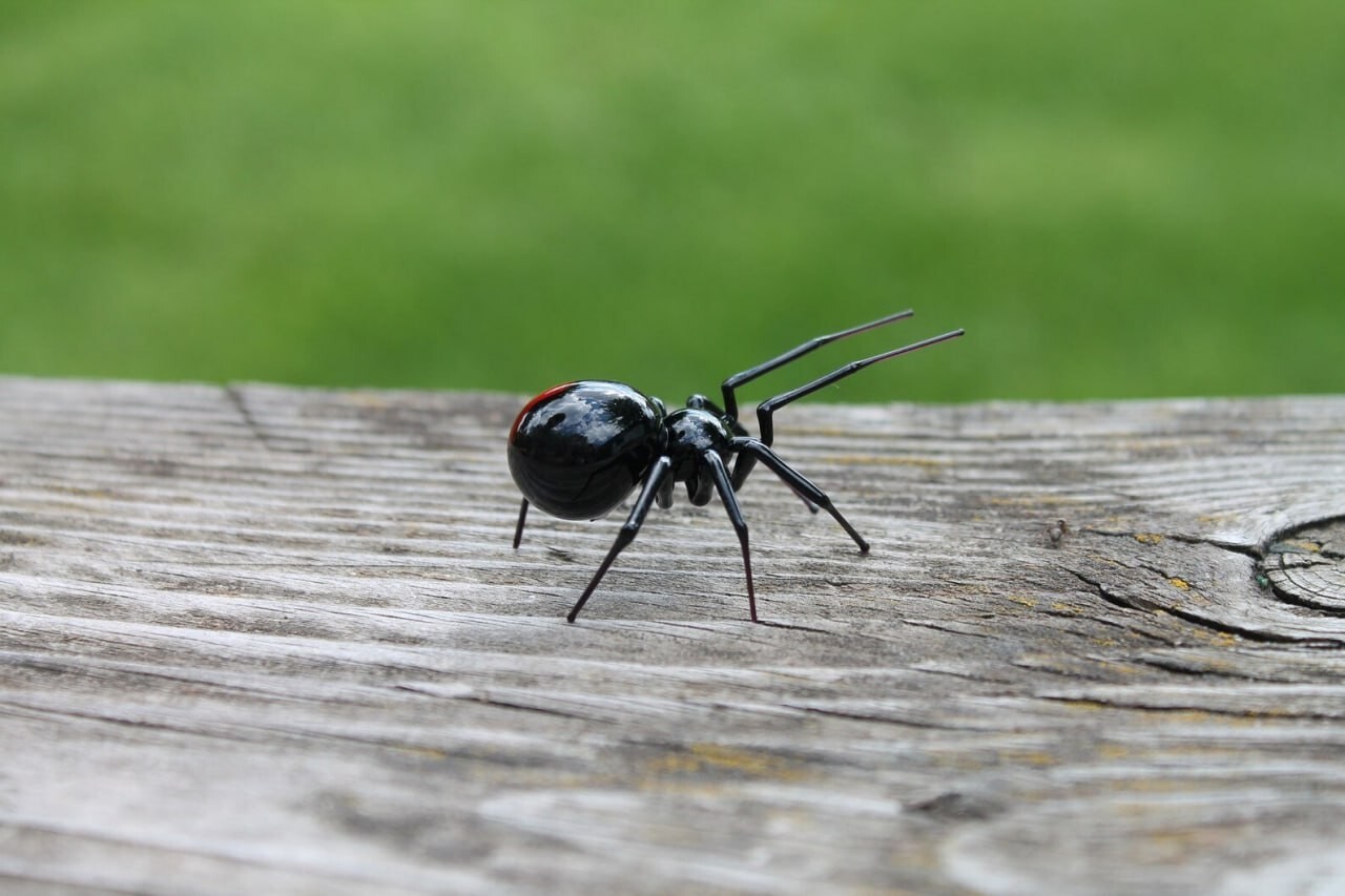 Art Glass black Widow Figurine, Blown Glass Spider, hand blown glasses