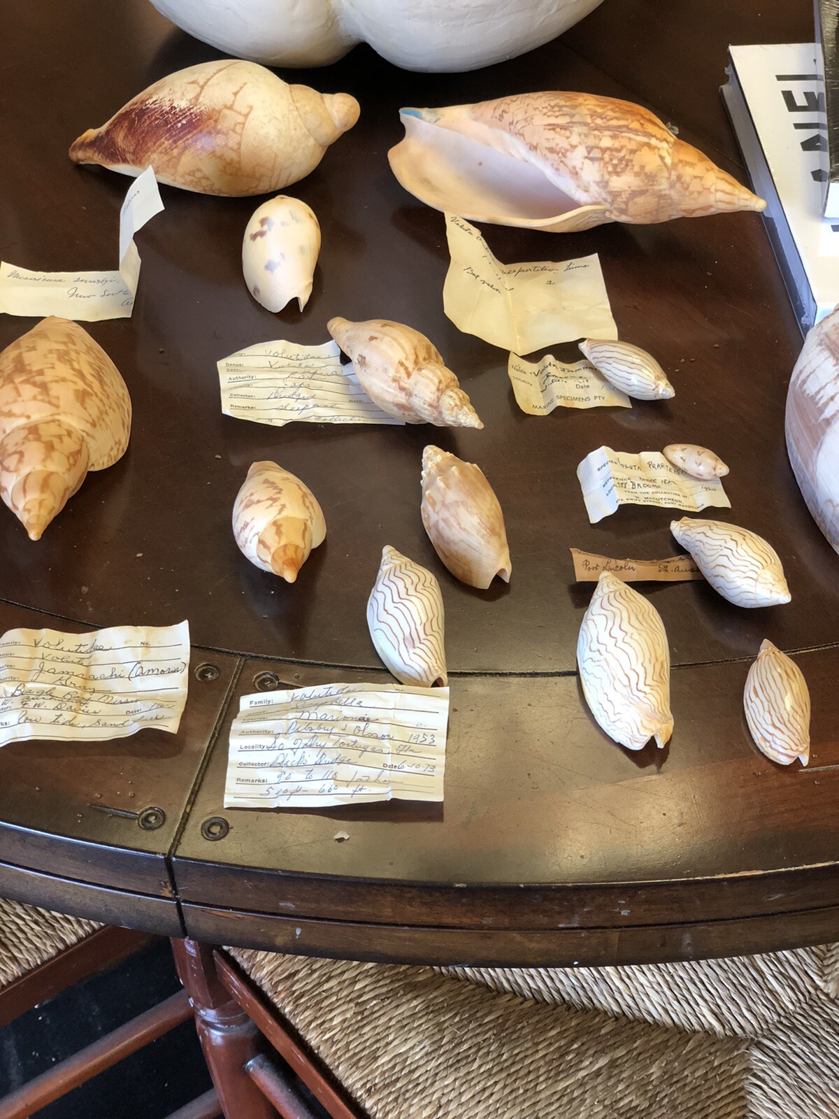 14 TOTAL MIXED GROUPING OF BETTER NAMED SHELLS , OR CHOICE???