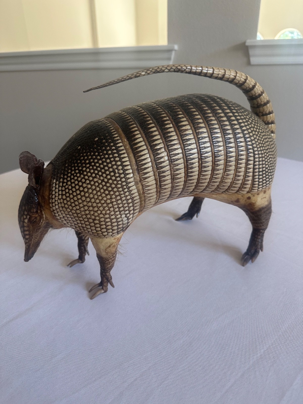 Vintage Texas Nine-Banded Armadillo Taxidermy Mount c. 1990