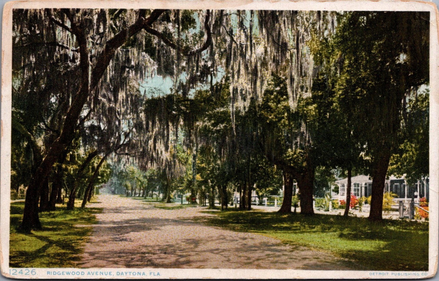 Ridgewood Ave Daytona, FL Spanish Moss Trees Vintage Phostint Postcard