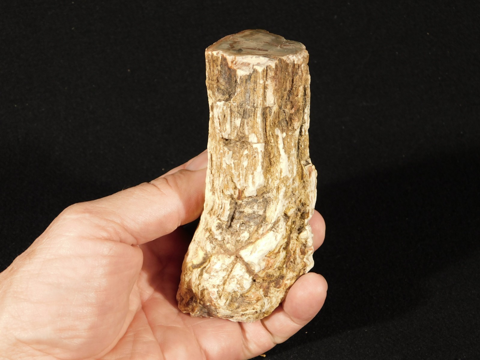 Nice BARK LONG Polished Petrified WOOD Fossil Madagascar 309gr