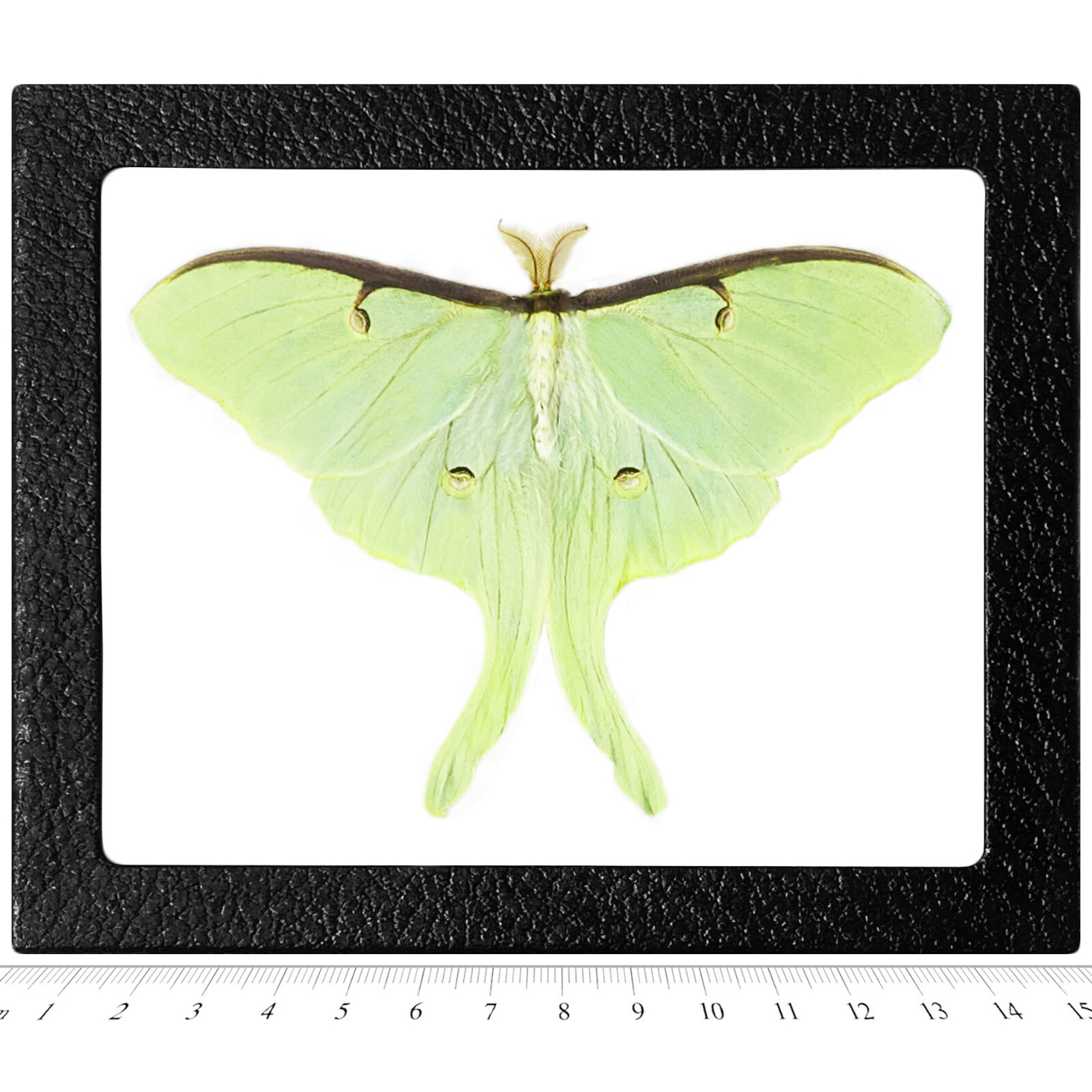 Actias luna RESTING POSE REAL FRAMED GREEN NORTH AMERICAN LUNESTA MOTH