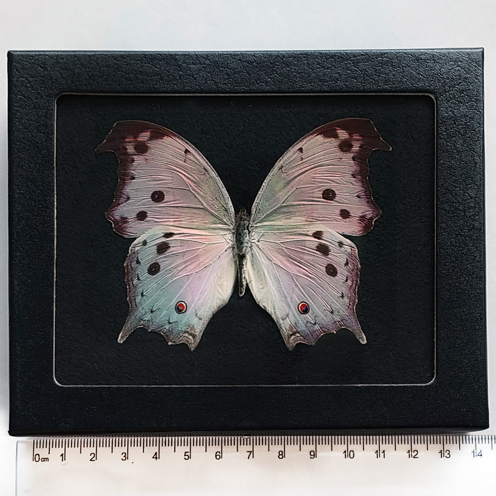 Salamis parhassus pink purple black mother of pearl butterfly Africa BLACK FRAME