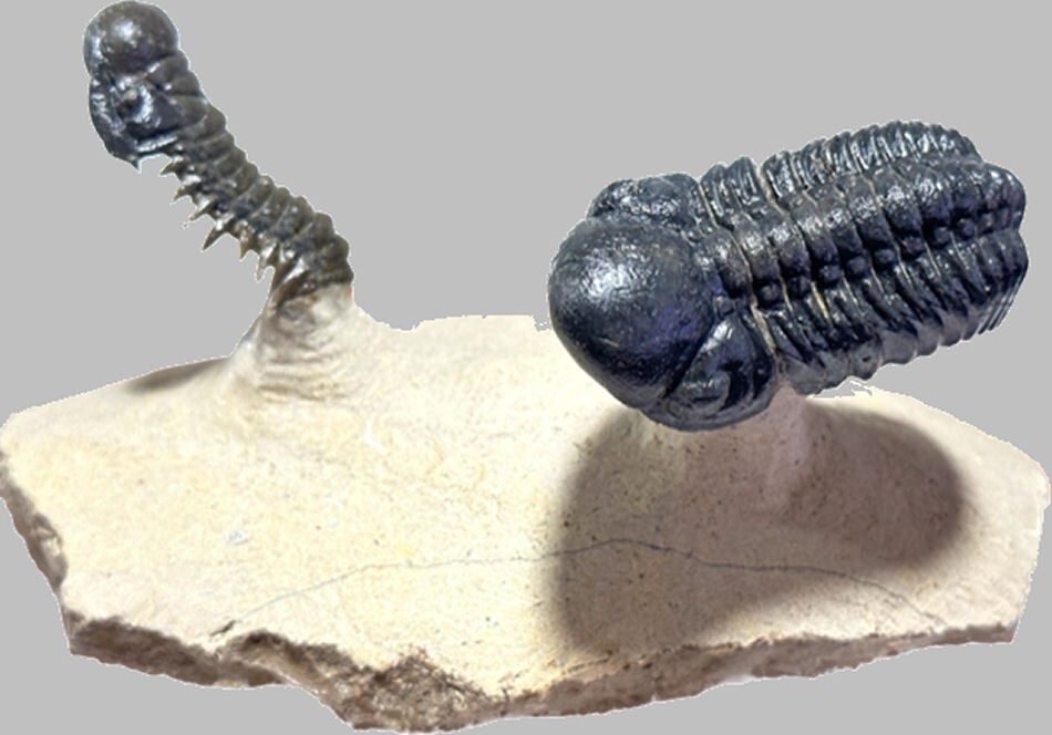 Natural plate of two trilobites Reedops sp. +Crotalocephalus gibbus from Morocco