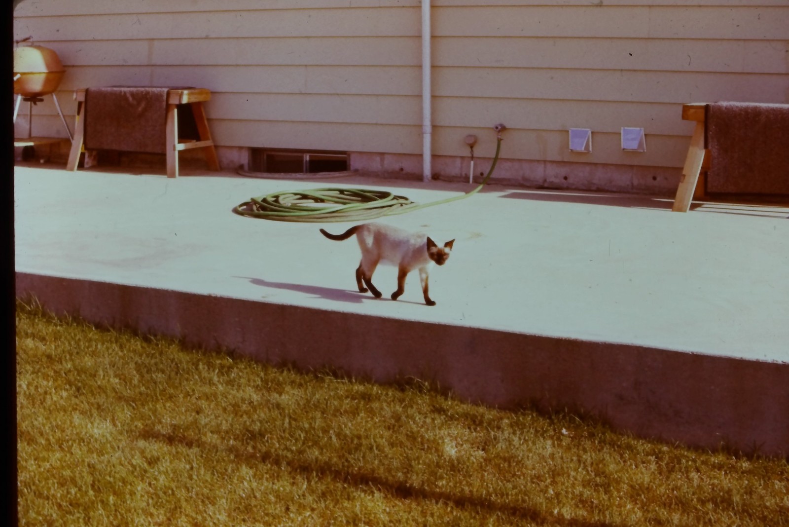 c1970's 35mm Slide, Siamese Cat, Concrete Patio, Suburban Home garden green