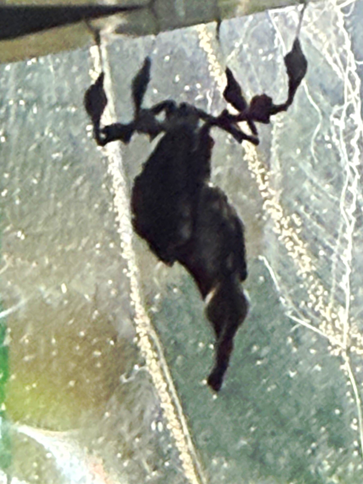 Real ghost mantis Insect Specimen - live