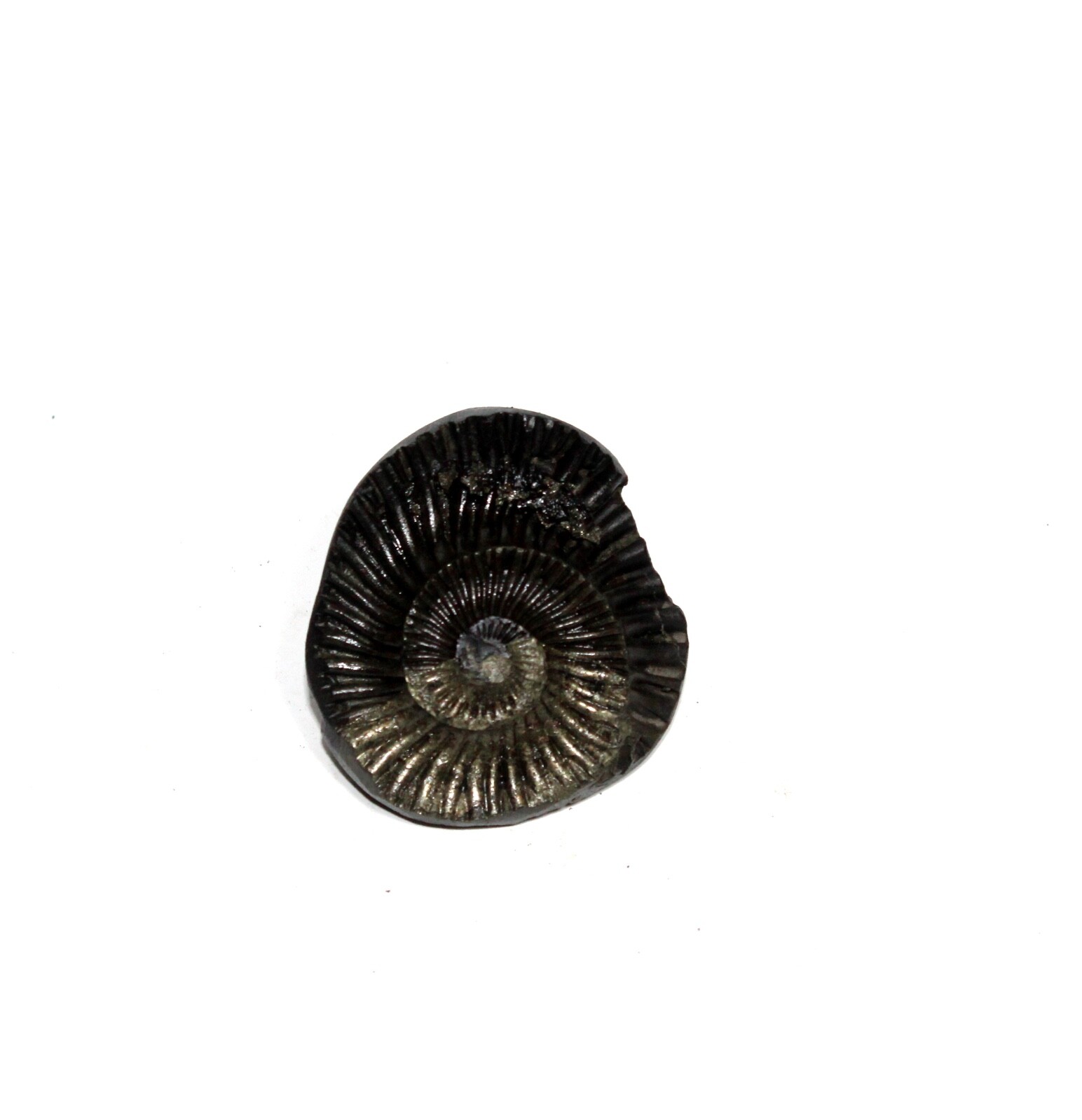 Auspicious Sudarshan Shaligram Wt-38 gram  Size 1.50 inch